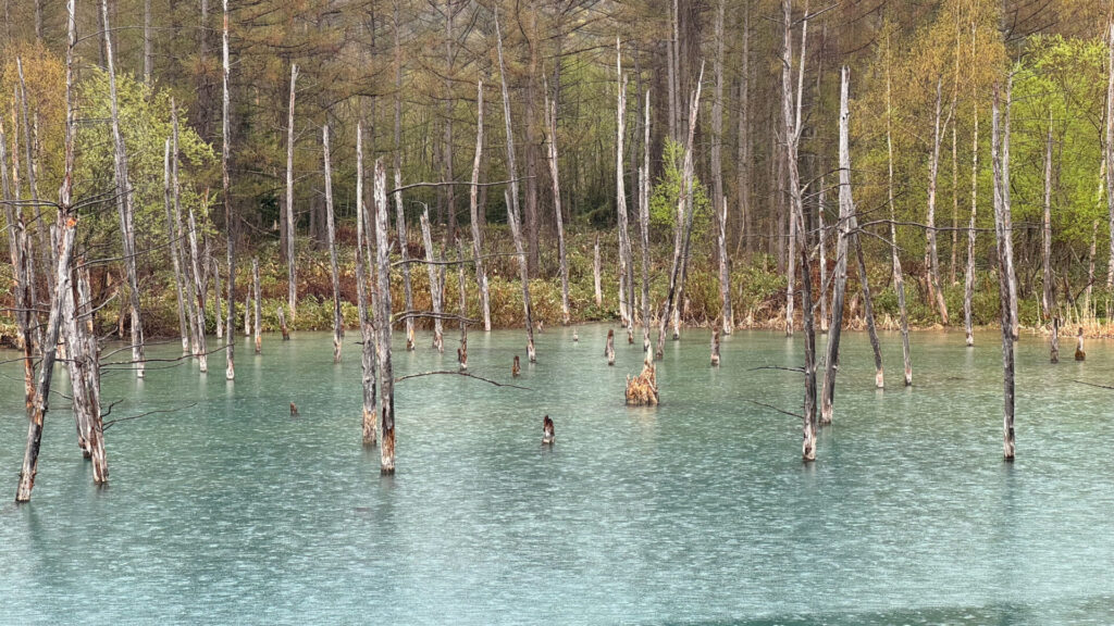 青い池（雨の日）