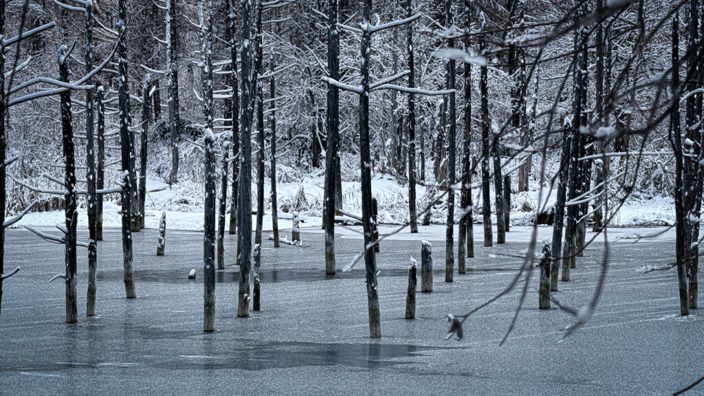青い池（黄葉と雪）