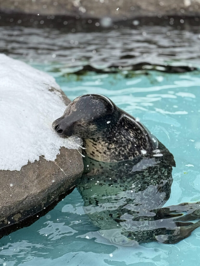 旭山動物園（アザラシ）