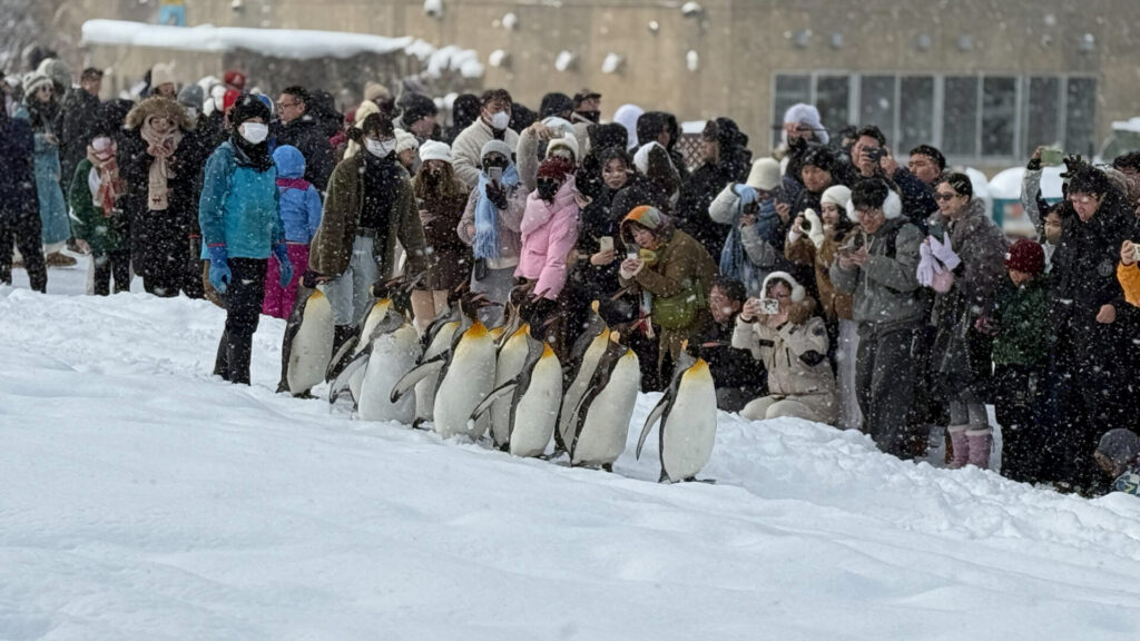 旭山動物園（ペンギンの行進）