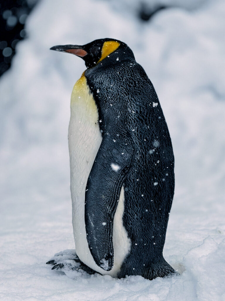 旭山動物園（ペンギン）